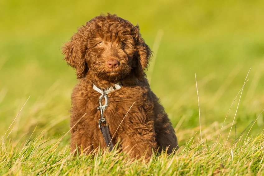 chocolate labradoodle puppies
