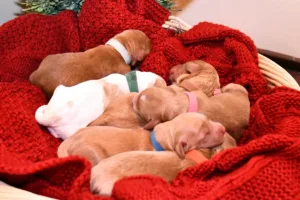 Diya & Mac Litter