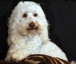 LILY, ThD, AKC-CGC LILY, ThD, AKC-CGC