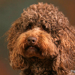 TRUDY, ThD, AKC-CGC TRUDY, ThD, AKC-CGC