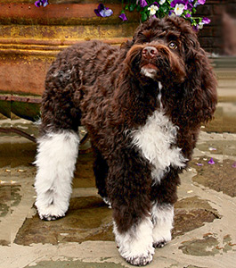 Willow Willow