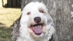 Meet Holly - The Rarest of Reds