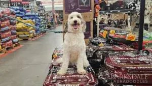 Meet Holly - The Rarest of Reds