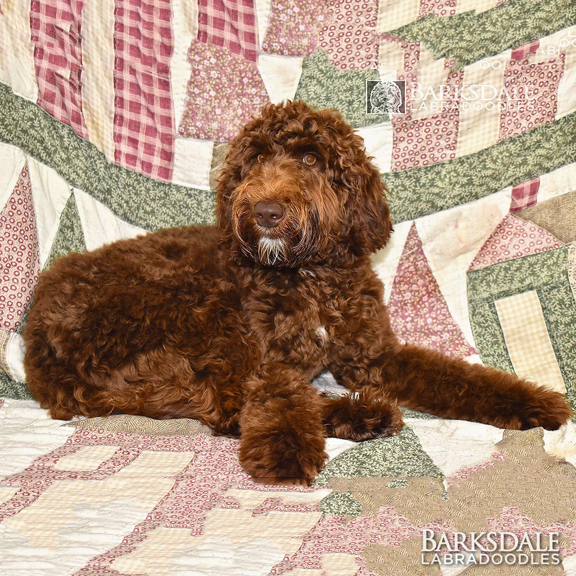 Barksdale's Dark Choco