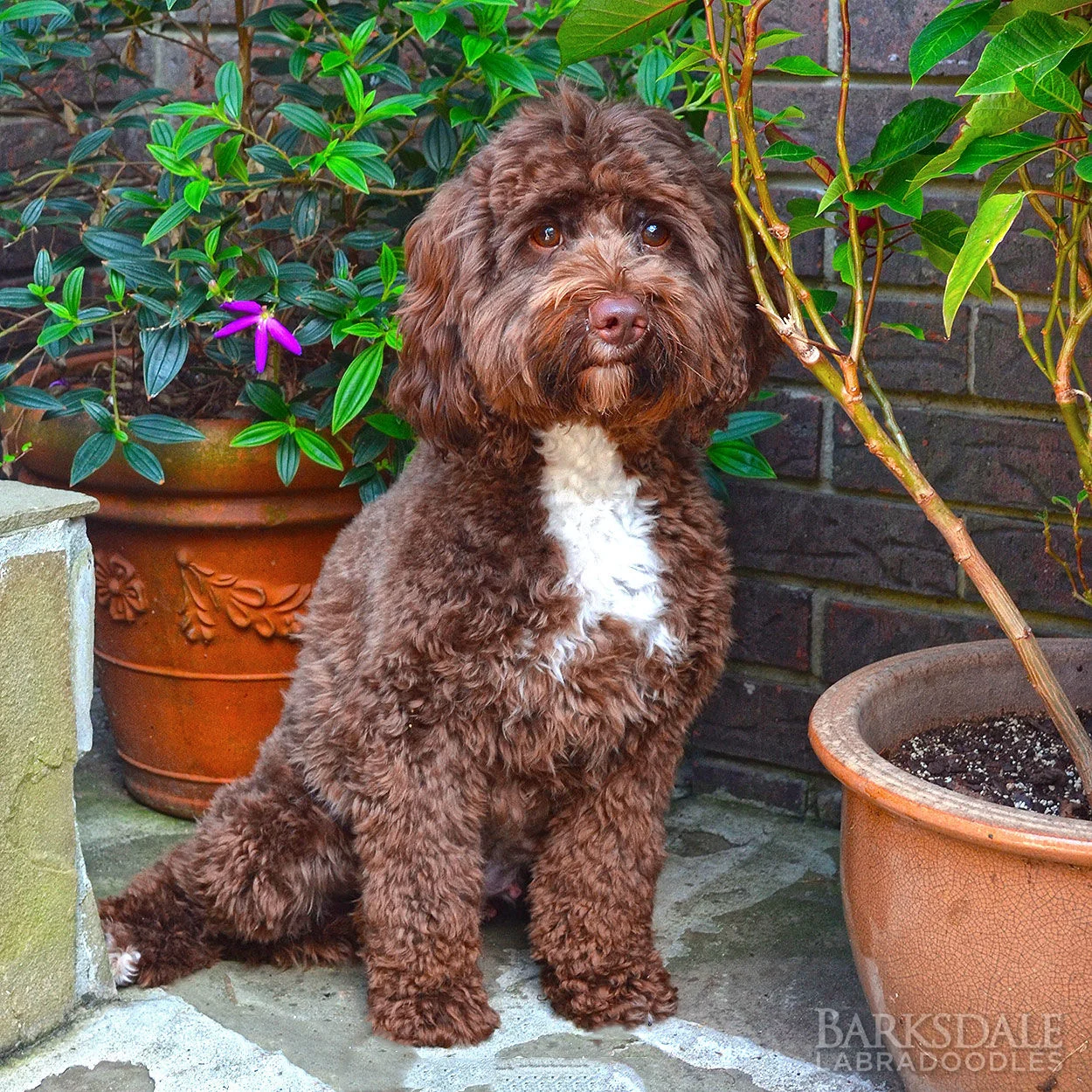 Barksdale's Four Leaf Clover