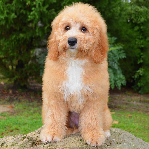 Labradoodle Puppies for Sale | Barksdale Labradoodles