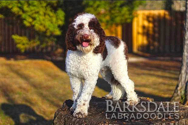 Barksdale's Hudson Banks Teasly