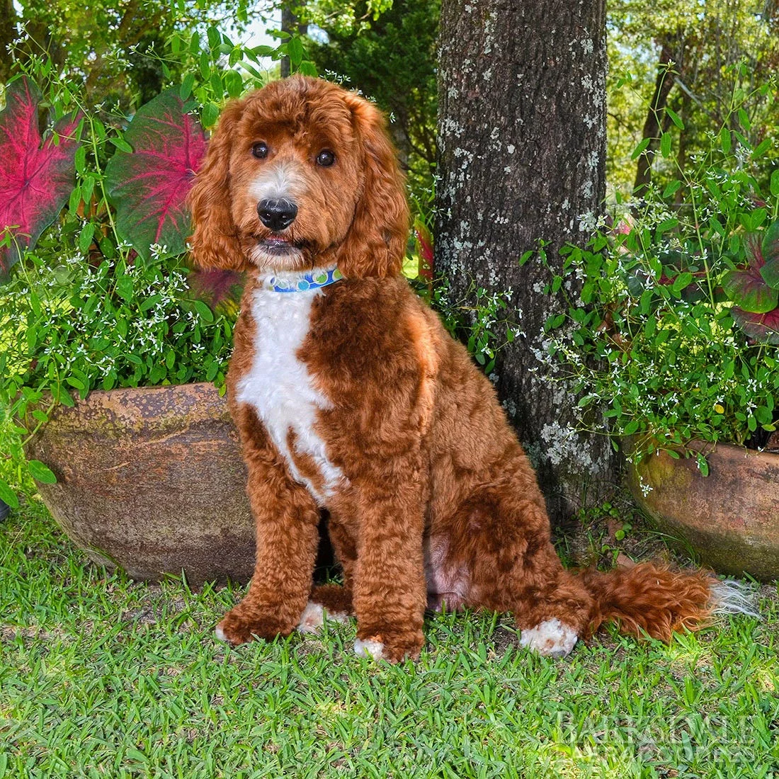 Spring Creek's Red Gentry