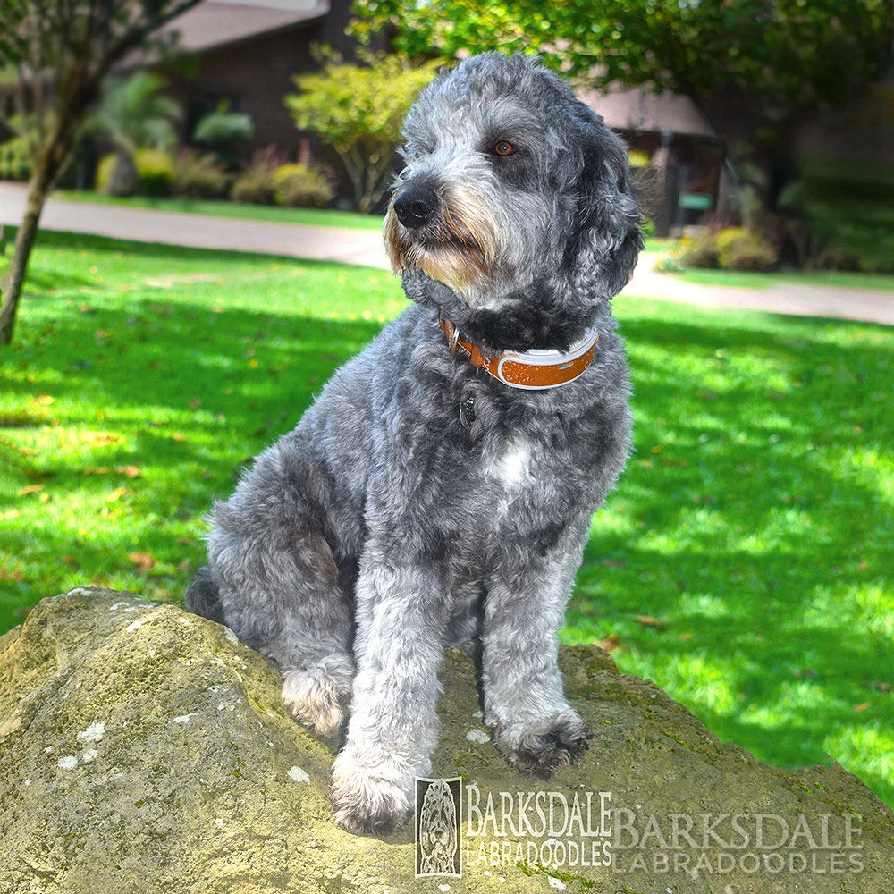 Barksdale’s Smokey Shadow