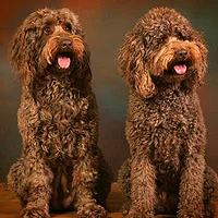 What is a Labradoodle? What is a Labradoodle?