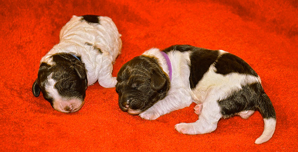 Barksdale Labradoodles