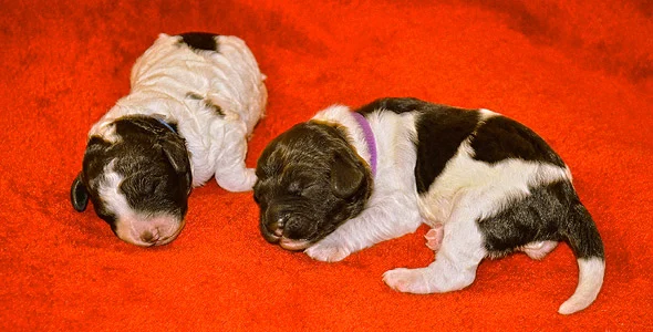 Barksdale Labradoodles