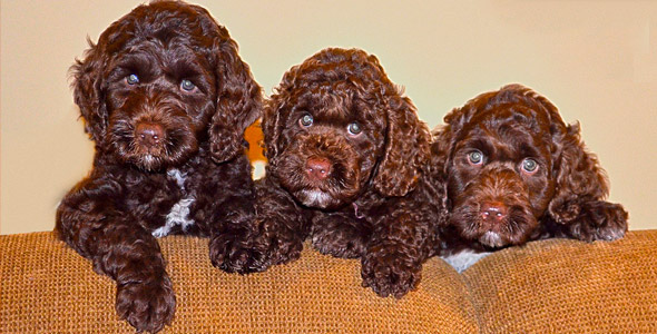Barksdale Labradoodles