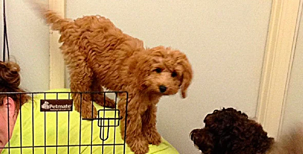 Barksdale Labradoodles