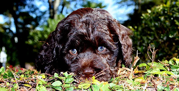 Barksdale Labradoodles