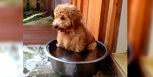 Barksdale Labradoodles