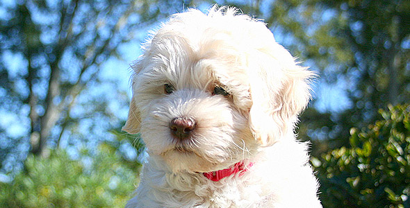 Barksdale Labradoodles