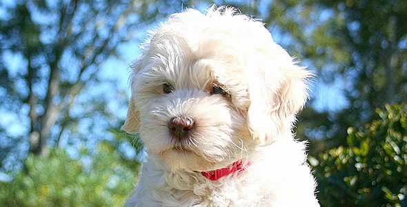Barksdale Labradoodles