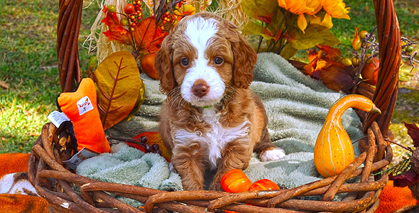 Barksdale Labradoodles