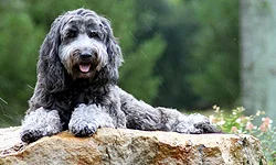 About Labradoodles