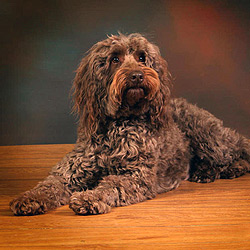 KOKO, AKC-CGC KOKO, AKC-CGC