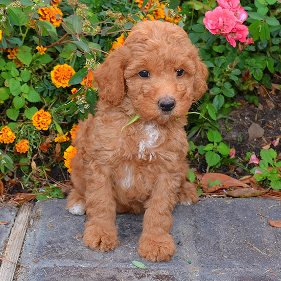 Labradoodle Puppies for Sale | Barksdale Labradoodles