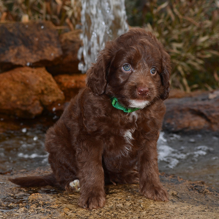 Labradoodle Puppies for Sale | Barksdale Labradoodles