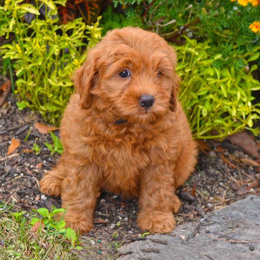 Labradoodle Puppies for Sale Barksdale Labradoodles