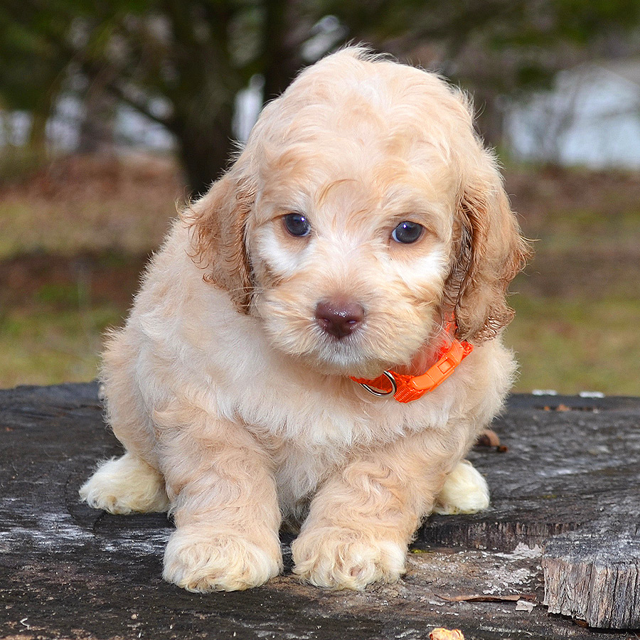 Labradoodle Puppies for Sale | Barksdale Labradoodles