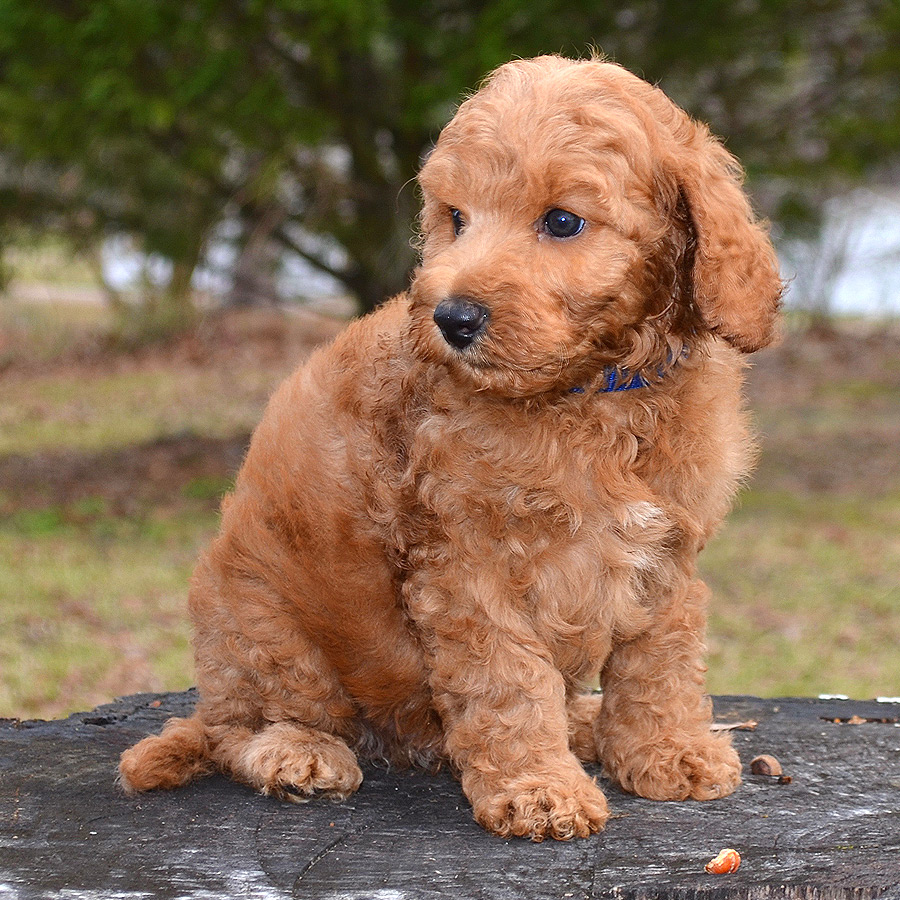 Labradoodle Puppies for Sale | Barksdale Labradoodles