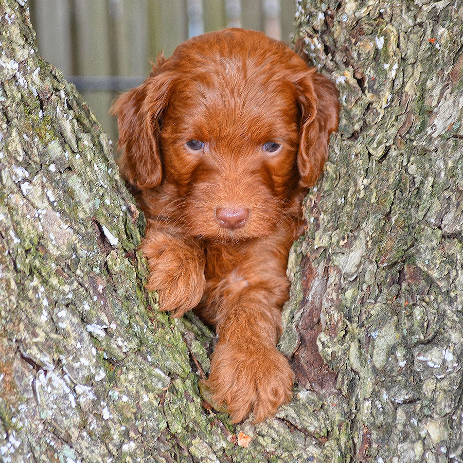Labradoodle Puppies for Sale Barksdale Labradoodles