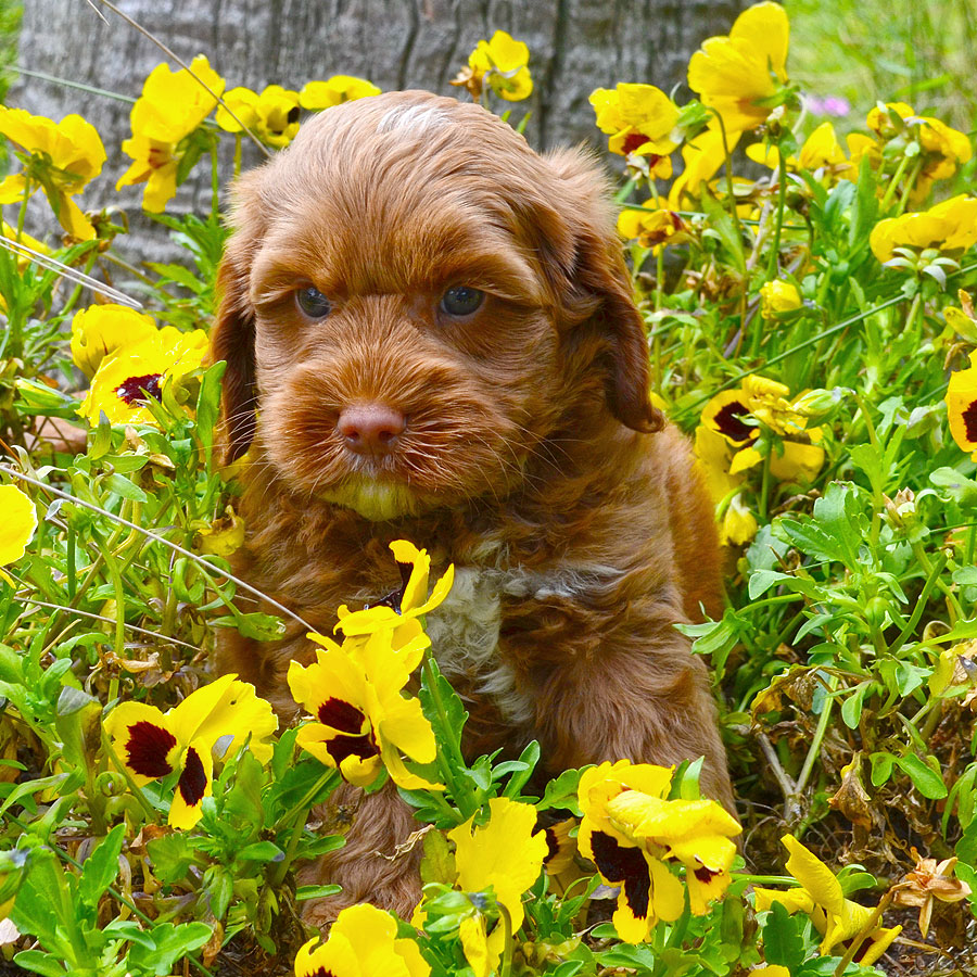 Labradoodle Puppies for Sale | Barksdale Labradoodles