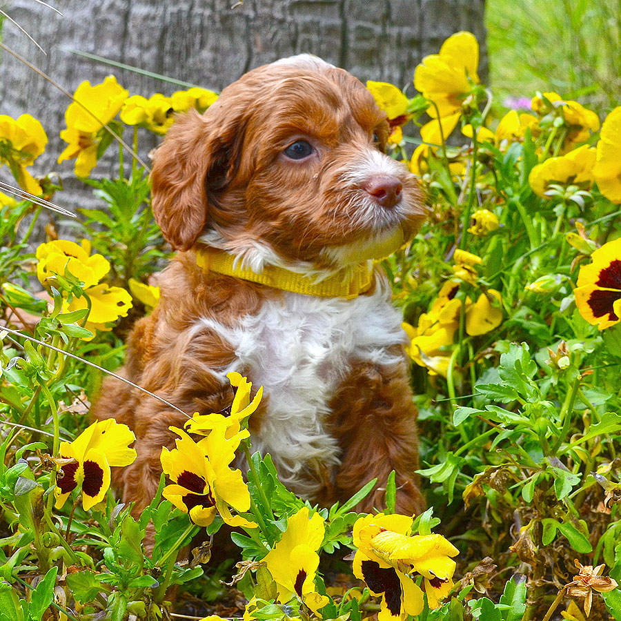 Labradoodle Puppies for Sale Barksdale Labradoodles