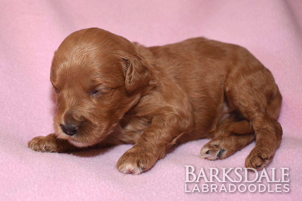 Labradoodle Puppies for Sale | Barksdale Labradoodles