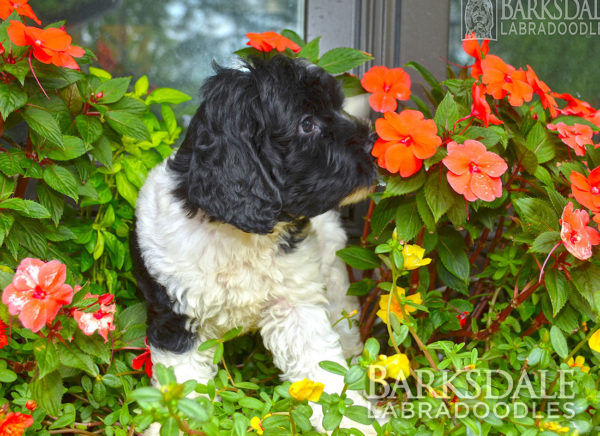 Litter: Sophia & Gentry (2020) - Barksdale Labradoodles