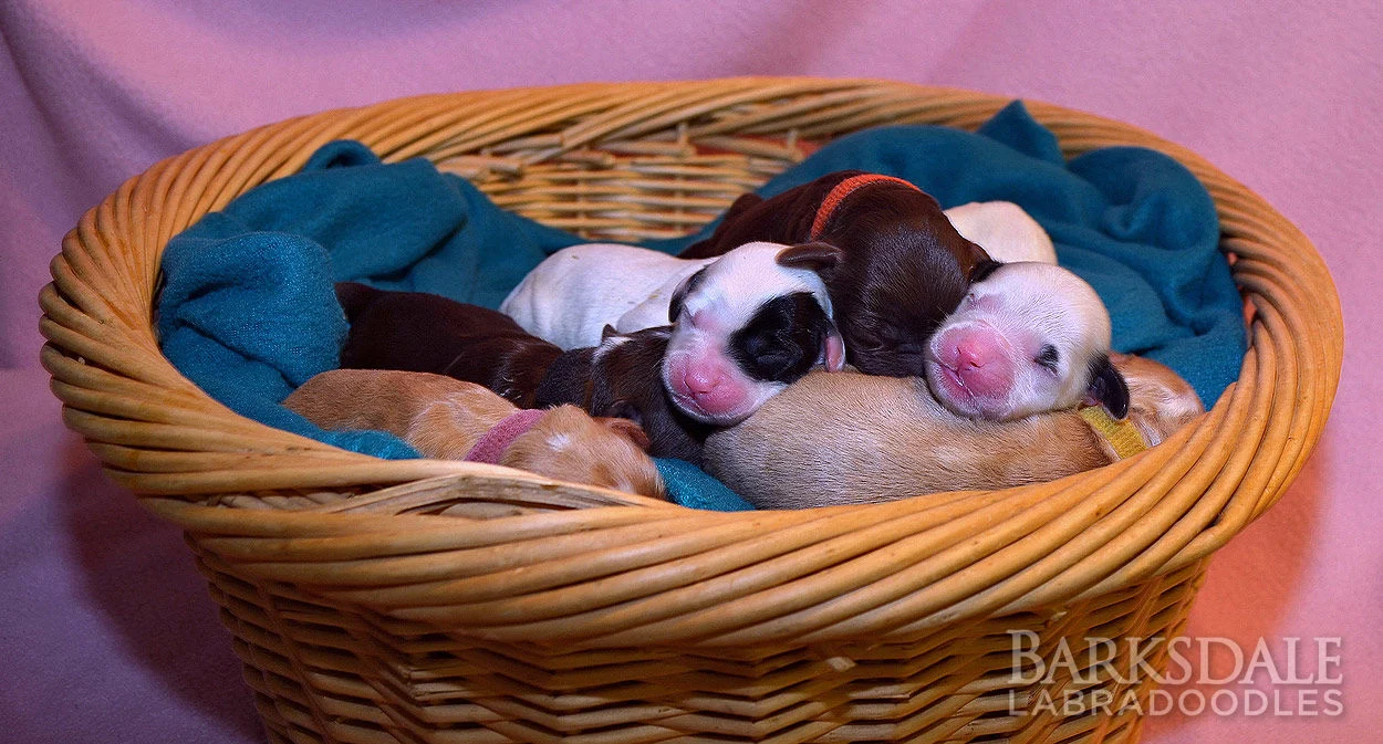 Midnight in Vermont & Red Gentry Litter
