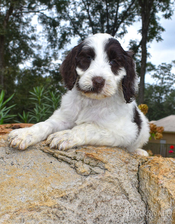 Featured Puppies - Barksdale Labradoodles