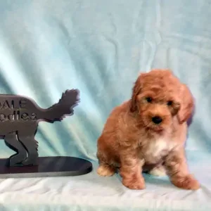 Tia & Ranger - Female Purple