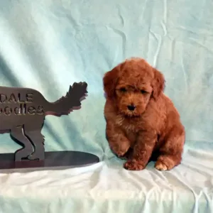 Tia & Ranger - Male Black
