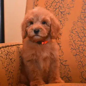 Tia & Ranger - Male Orange
