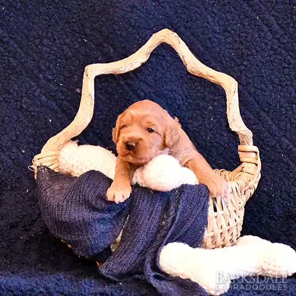 Celine & Roger Litter - Male Blue