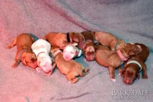 Sara & Shiloh Litter