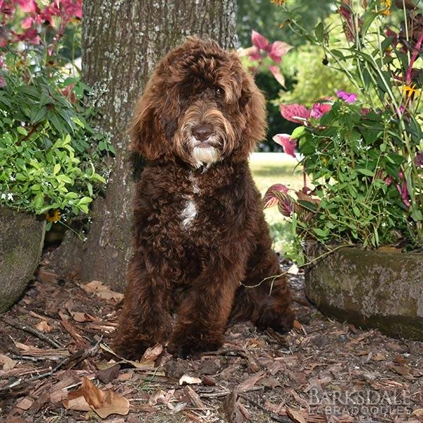 Barksdale’s Dazzle – Male