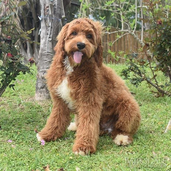 Barksdale’s Orange Rock – Male