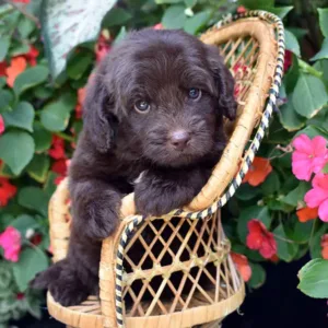 Kenna & Walker Litter - Female Brown