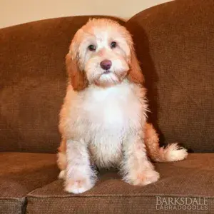 Diya & Mac - Male Brown