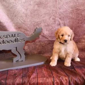 Paw & Mac Litter - Female Black (Miniature)