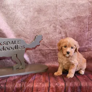 Paw & Mac Litter - Female Red (Miniature)
