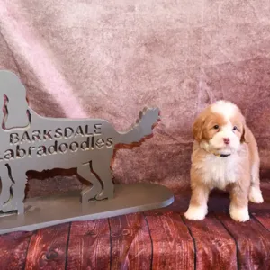 Paw & Mac Litter - Female Teal (Miniature)
