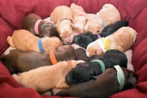 Paw and Mac's Litter
